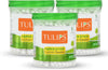 TULIPS Cotton Ear Buds with White Paper Sticks (Pack of 3)