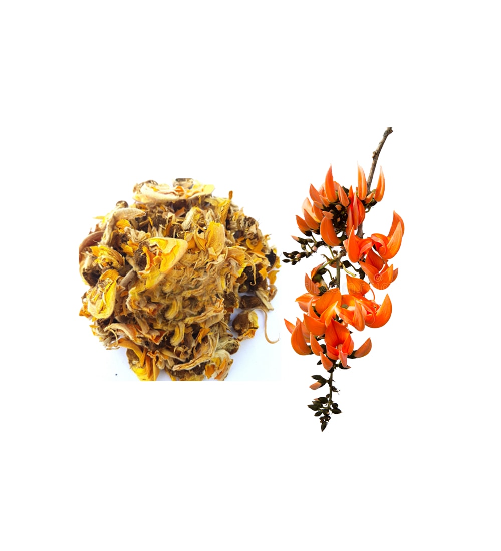 Balu Herbal Palash Flower/Modhuga Puvvulu (Raw Substance) - 100 gms